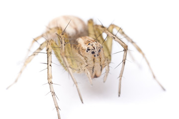 Jumping spider