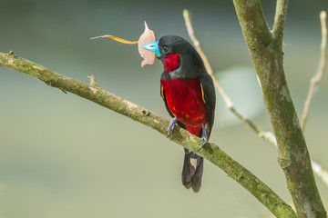 Black-and-Red Broadbill with his leaf  on the branch in nature