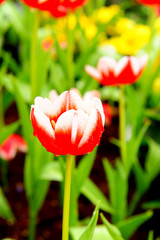 Colorful Tulip in Gardens