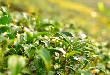 Tea Plantation Leafs - 65705174