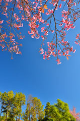 Spring Cherry Blossoms
