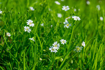Small white flowers