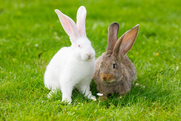 Fototapeta premium Two rabbits in green grass