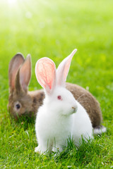 Obraz premium Two rabbits in green grass