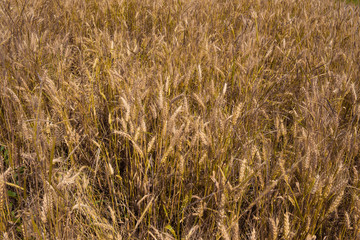 Grano