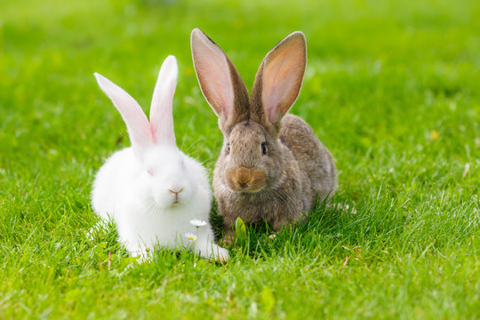 Two rabbits in green grass