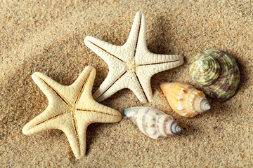 Fototapeta na wymiar Starfish and seashell on beach