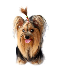 yorkshire terrier isolated on white