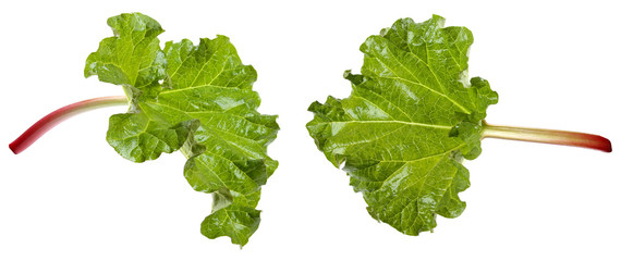 fresh rhubarb isolated on white © ronstik