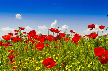 Summer meadow with poppies