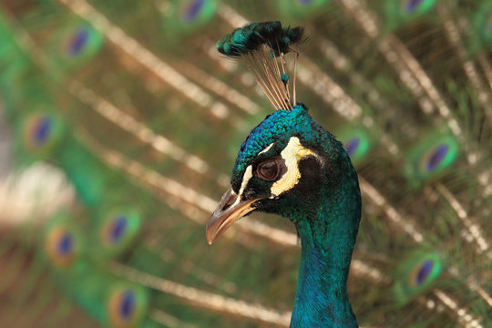 Fototapeta peacock