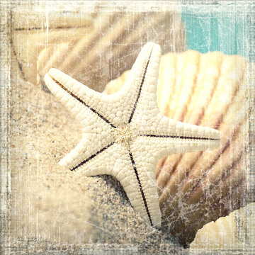 Shells and starfish