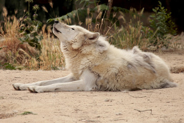 wolf howling