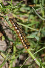 Drinker (Euthrix potatoria) caterpillar on a stem