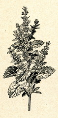 Lemon balm (Melissa officinalis)