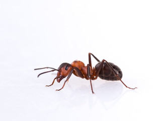 ant isolated on white background.