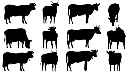 Set silhouettes of cows and bulls