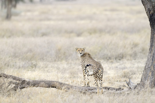 Cheetah looking out for prey.