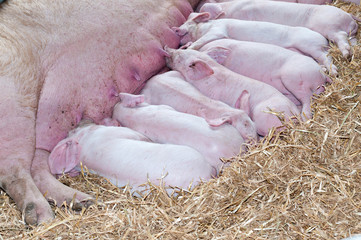 piglets © gitanna