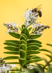 Bee pollinating in the field