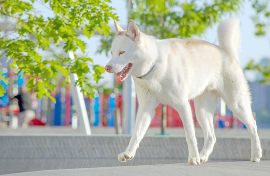 dog