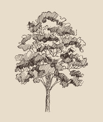 Fototapeta premium tree vintage illustration, engraved retro style