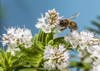 Bee pollinating in the field