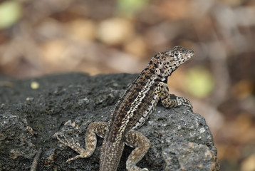 Galapagos Lava Lizard (Microlophus albemarlensis)