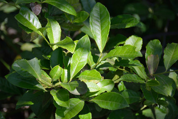 Fototapeta na wymiar Green tea leaves