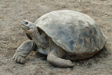 Galapagos Tortoise