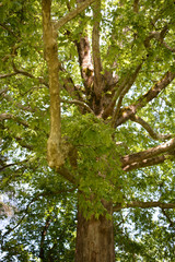 Fototapeta premium Platanus