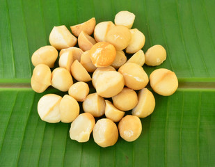 macadamia