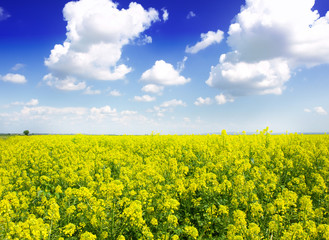 Obraz premium field of rapeseed with beautiful cloud - plant for green energy