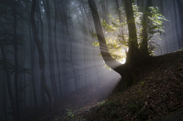 sun rays in a dark mysterious forest