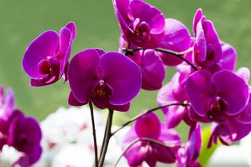 Fototapeta na wymiar Orchid Flower - Magenta