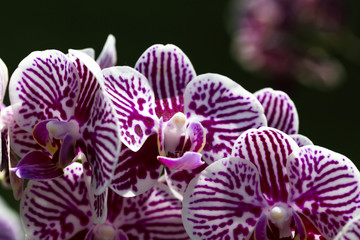 Orchid Flower , White-Magenta