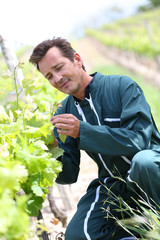 Naklejka na ściany i meble Winegrower in vineyard checking on grapes