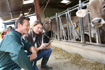 Veterinarian with breeder checking on herd
