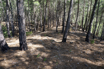 Pine trees
