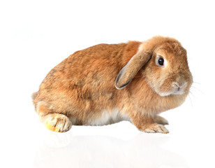 rabbit isolated on a white background