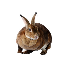 rabbit isolated on a white background