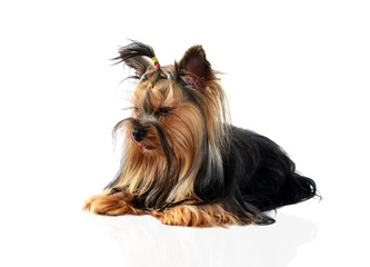 yorkshire terrier isolated on white
