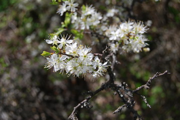Hawthorn in the spring