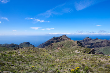 Near Masca village at Tenerife Islands cactus