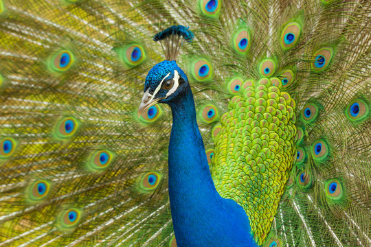 Peacock standing proud displaying feathers