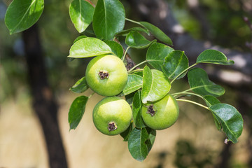 Green Apples