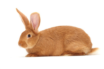 Obraz premium Rabbit sitting against white background