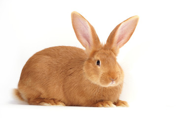 Rabbit sitting against white background