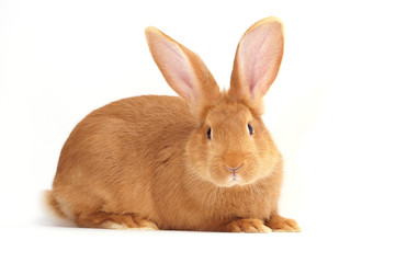 Rabbit sitting against white background