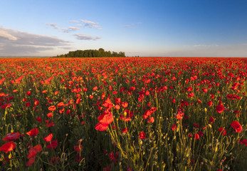 Fototapeta na wymiar Huge field of poppies